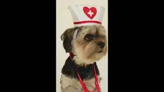 Teddy Bear funny video