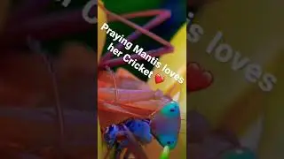 Praying Mantis Loves Her Cricket ❤️ 