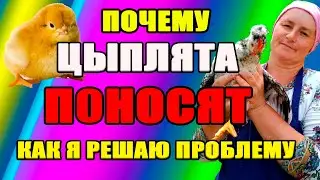 Почему цыплята ПОНОСЯТ. Как я решаю эту проблему.