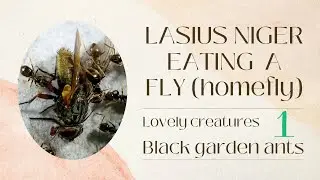 Black garden ants (Lasius Niger) eating a fly (housefly) - Part 1 -