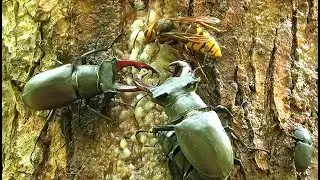 Жук-олень и шершень - сладкоежки  || Stag beetle and hornet