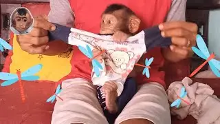 Miki monkey baby so fresh and clean after bath #mokimonkey #cutemonkey #adorable