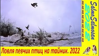 Ловля певчих птиц на тайник. 2022