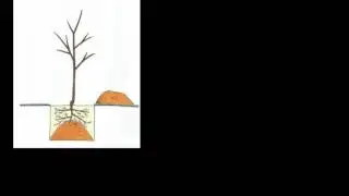 ÇIPLAK KÖKLÜ FİDAN DİKİMİ