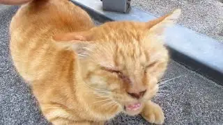 [野良猫]茶トラ猫が大人しくモフられてたのに地雷を踏んだのか怒られちゃいました！[straycat]I got scolded even though my cat was moffed!