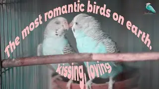 The most romantic birds on earth. kissing, loving, eating.