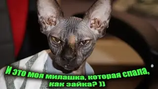 Сфинкс типичный бандит и захватчик чужого! Канадский сфинкс пожирает все что видит.