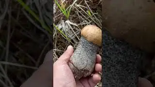 ПОДОСИНОВИКИ в ИЮНЕ