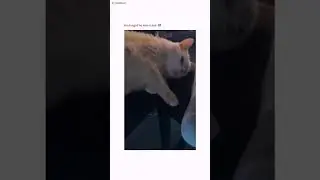 #cat #memes #meme