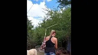 Sheep Processing quickclips