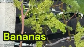Vita de vie, SOIUL Bananas in perioada de polenizare. 19 iunie 2025