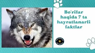 Bo'rilar haqida 7 ta hayratlanarli faktlar