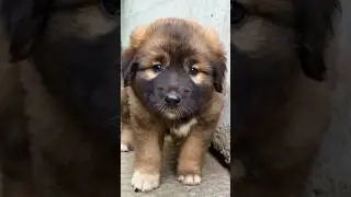 Пухляк🐶#dog#shortvideo #short #youtubeshorts