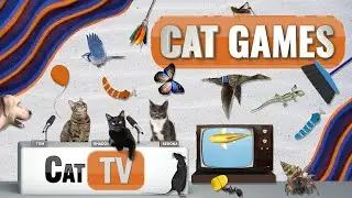 CAT Games | Ultimate Cat TV Compilation Vol 69 | 2 HOURS 🐝🐞🦋🦎🦜🐜🐭🧵