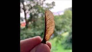 A little melody by me