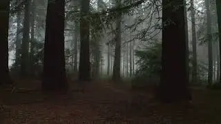 Misty Forest Drone Footage 10