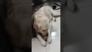 Mastikhor Golden Retriever #viral #youtube #puppy #youtubeshorts #dog #cute #enjoy #happy #trending