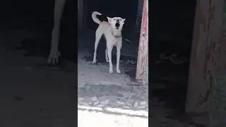 Dog sound |Dog barking| Puppy crying| Cute puppy #shorts #insaniyat #dog #puppy #animals #shortvideo