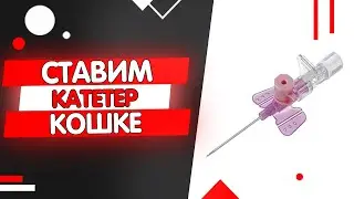 Как поставить внутривенный катетер кошке или коту видео инструкция