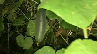 Приехали гости на дачу.