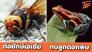 7 สัตว์มีพิษที่อันตรายที่สุดในโลก เผลอนิดเดียวอาจฆ่าคุณได้เลย!!