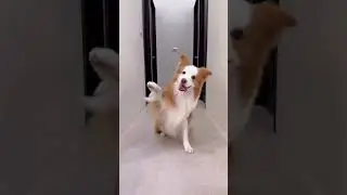 Dog on Ramp walk |