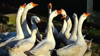 WHY NOT GEESE ON THE FARM! 5 REASON'S!