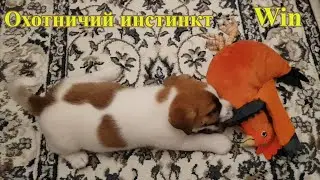 День седьмой. У Win сегодня проснулся охотничий инстинкт!