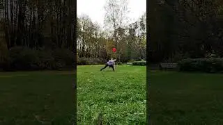 АО Барри - фризби трюки, осеннее  #dogfrisbee #discdog #dogtraining #aussie