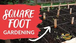 How to Start A Square Foot Garden