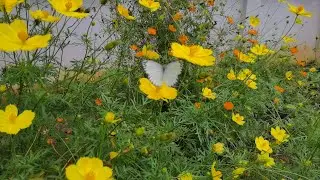 Super Slow motion 8k fps - Chú bướm sặc sỡ bên hoa Cúc Vàng tuyện đẹp (4K video)