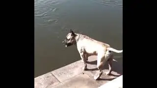 песик