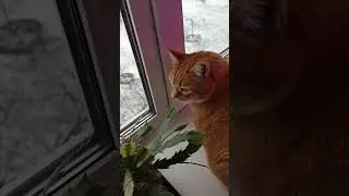 Три белых декабриста ищут своих хозяев🌹🤩