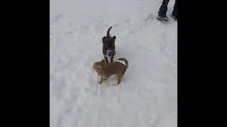 Щенки чихуахуа длинношерстные.