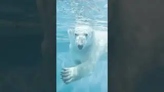 🤔 Как охотиться белый медведь. Животные Арктики