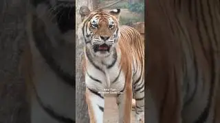 Amur Tiger - 