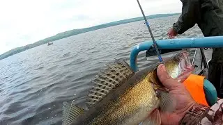 Сезон по хищнику открыт. Берш, щука, судак. Уха.