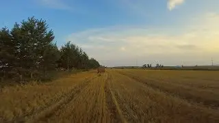 FPV Drone Freestyle - Август. Поля
