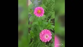 Летние цветочные воспоминания
