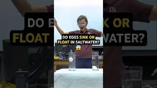 Do eggs sink or float in saltwater? 🥚⬆️⬇️ 