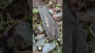 Вот такие у нас сегодня находки на свалке СССР #metaldetecting #коп #монеты