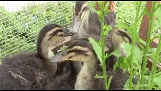 5 Rouen Ducklings-First 3 Weeks!