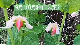 9月-10月种什么菜？哪些蔬菜适合早种？哪些蔬菜适合晚种？冬季持续收获蔬菜！