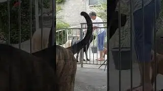 Fila Brasileiro - Em momentos simples.