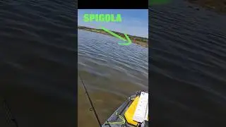 The lazy sea bass 