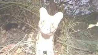 sniffsnifsniff gets flash banged