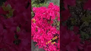 Сочи/ куст Рододендрона на ул.Навагинской