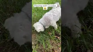 DOG PLAYING WITH CICADAS 🐶 😂 #shorts #dog #playing #cicadas #funny
