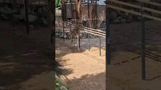 Жираф 🦒 Каунасский зоопарк.#shorts#йорк #зопарк#зоологический_сад #жираф#