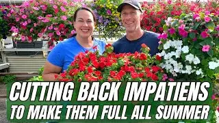 Cutting Back Impatiens to Make Them FULL All Summer